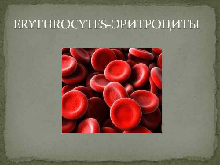 ERYTHROCYTES-ЭРИТРОЦИТЫ 