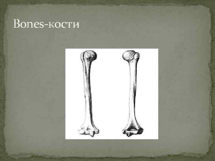 Bones-кости 