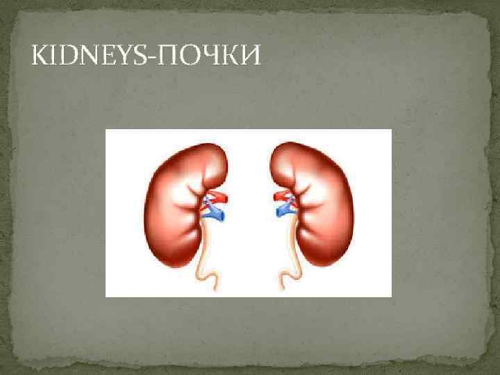 KIDNEYS-ПОЧКИ 