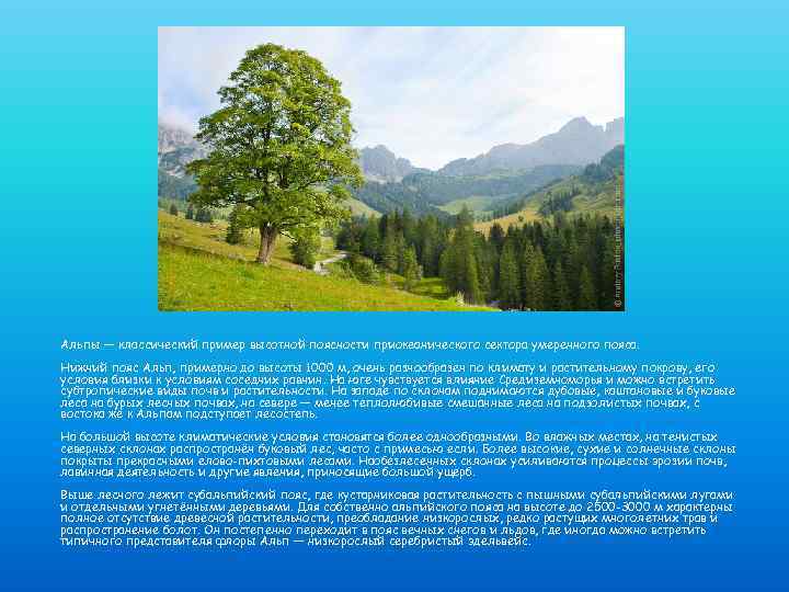 Альпы — классический пример высотной поясности приокеанического сектора умеренного пояса. Нижний пояс Альп, примерно