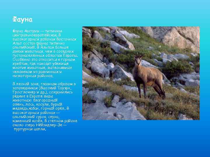 Фауна Австрии — типичная центральноевропейская. В высокогорных районах Восточных Альп состав фауны типично альпийский.