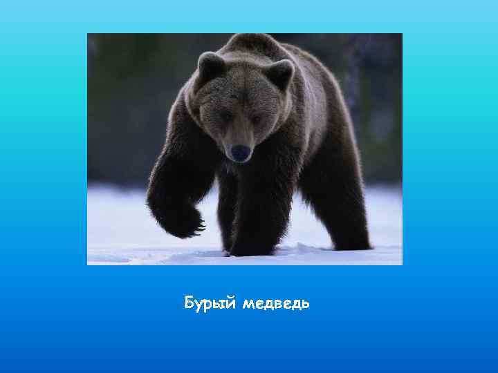 Бурый медведь 