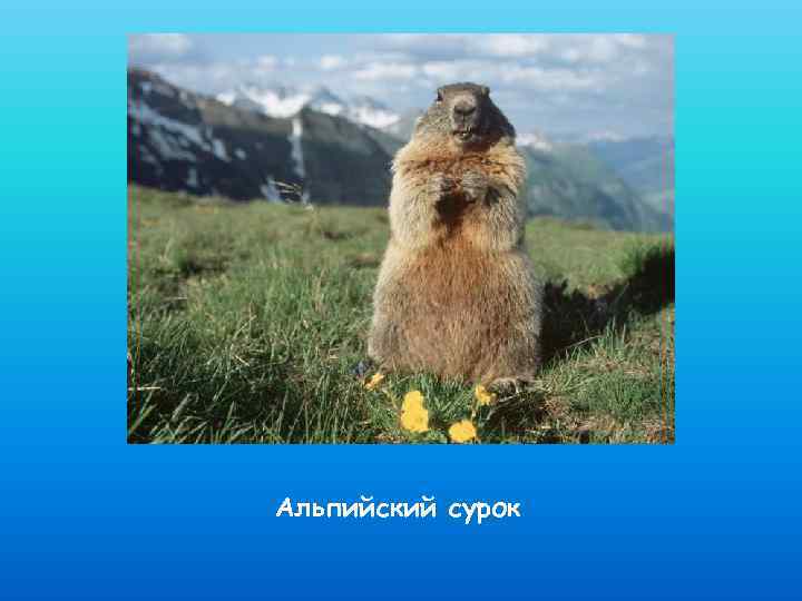 Альпийский сурок 