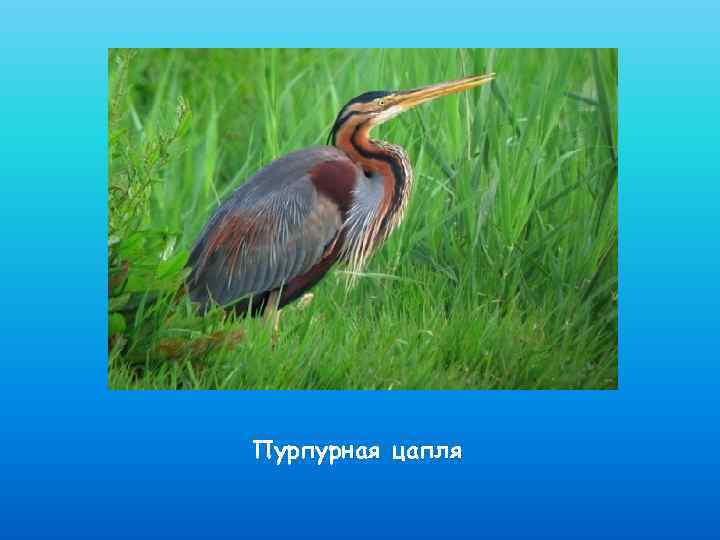 Пурпурная цапля 