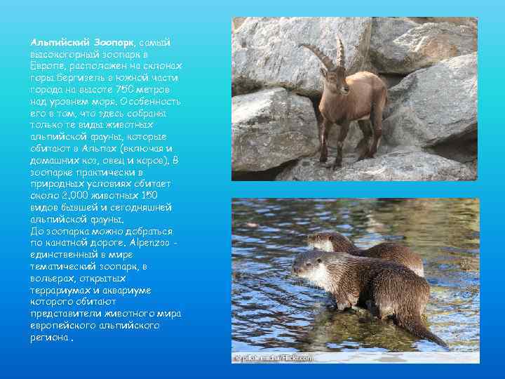 Альпийский Зоопарк, самый высокогорный зоопарк в Европе, расположен на склонах горы Бергизель в южной