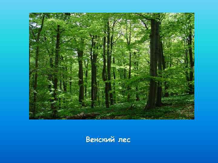 Венский лес 
