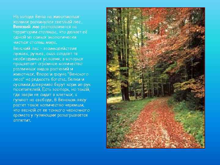 На западе Вены на живописных холмах раскинулся светлый лес. Венский лес расположился на территории