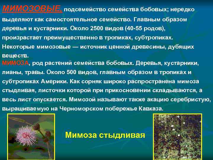 МИМОЗОВЫЕ, подсемейство семейства бобовых; нередко выделяют как самостоятельное семейство. Главным образом деревья и кустарники.