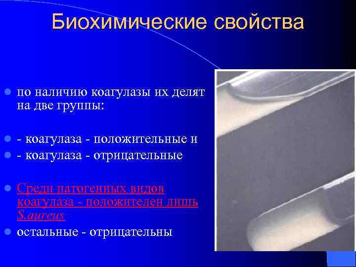 Биохимические свойства l по наличию коагулазы их делят на две группы: l l -