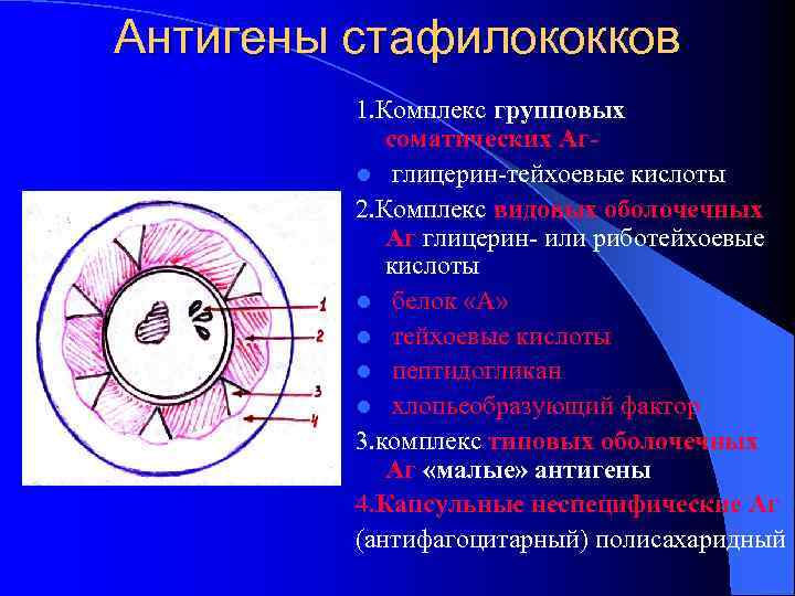Антигены стафилококков 1. Комплекс групповых соматических Агl глицерин-тейхоевые кислоты 2. Комплекс видовых оболочечных Аг