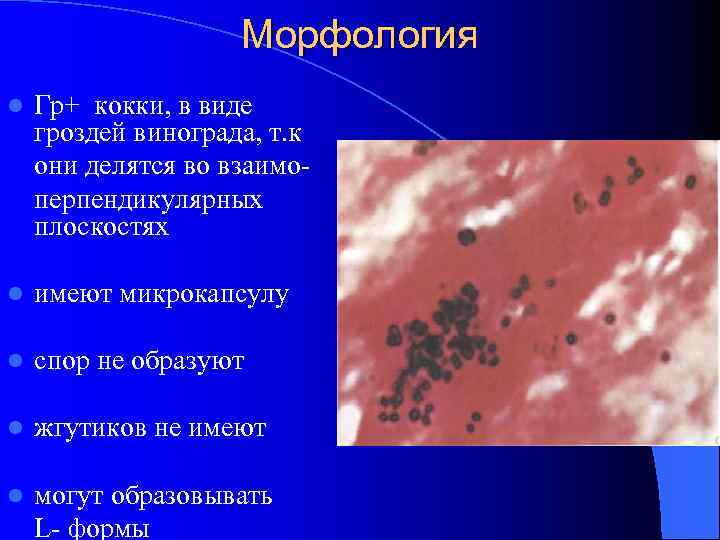 Кокки располагающиеся в виде гроздьев винограда