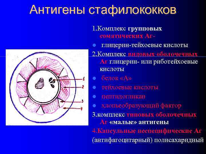 Антигены стафилококков 1. Комплекс групповых соматических Аг глицерин-тейхоевые кислоты 2. Комплекс видовых оболочечных Аг