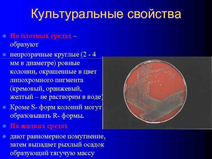 Культуральные свойства На плотных средах – образуют непрозрачные круглые (2 - 4 мм в