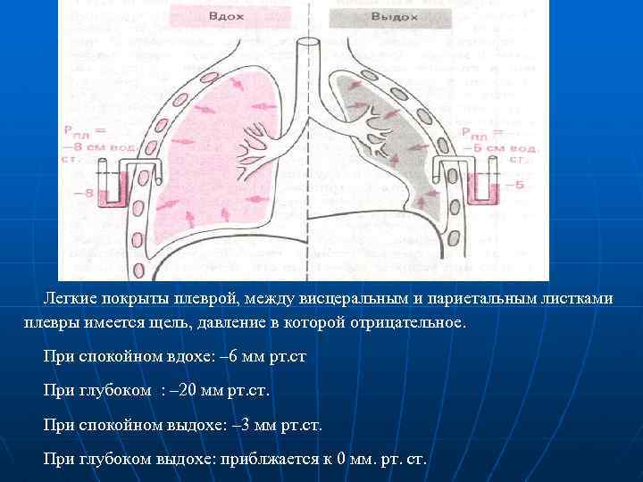 Легкие покрыты плеврой, между висцеральным и париетальным листками плевры имеется щель, давление в которой