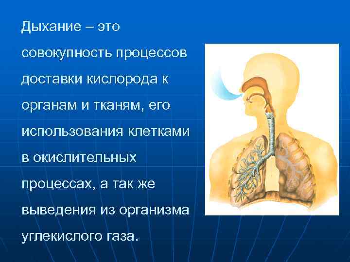 Дыхание – это совокупность процессов доставки кислорода к органам и тканям, его использования клетками