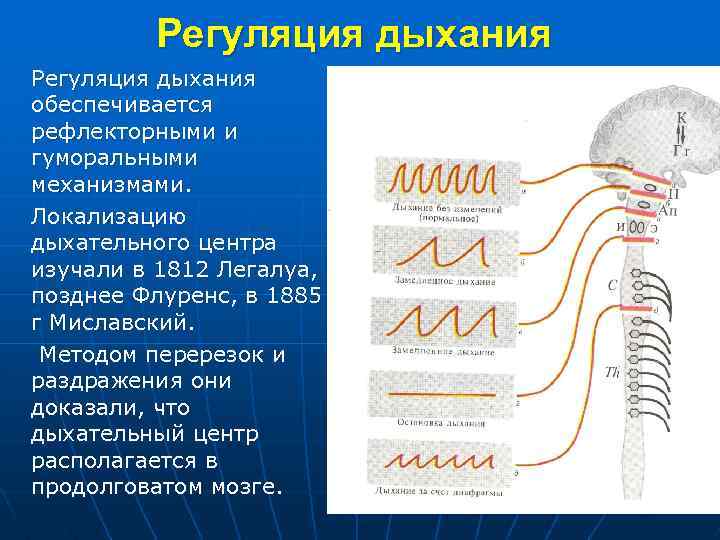 Регуляция дыхания обеспечивается рефлекторными и гуморальными механизмами. Локализацию дыхательного центра изучали в 1812 Легалуа,