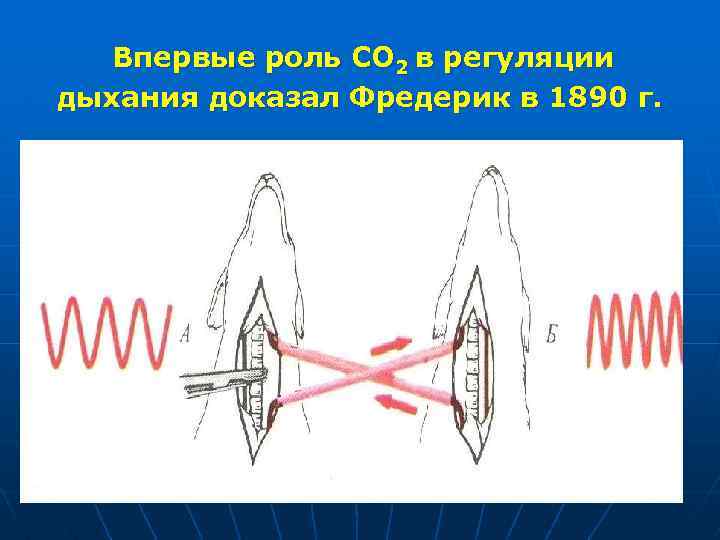 Впервые роль СО 2 в регуляции дыхания доказал Фредерик в 1890 г. 