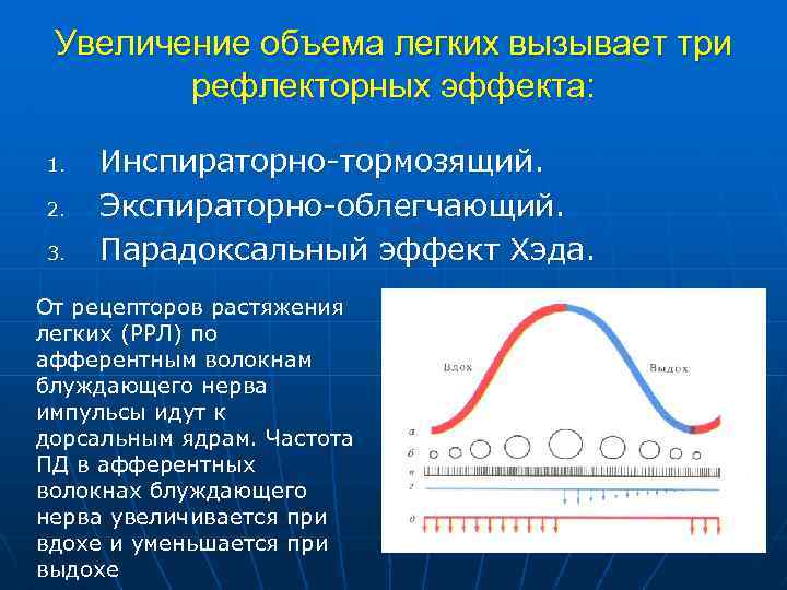 Увеличение объема легких вызывает три рефлекторных эффекта: 1. 2. 3. Инспираторно-тормозящий. Экспираторно-облегчающий. Парадоксальный эффект