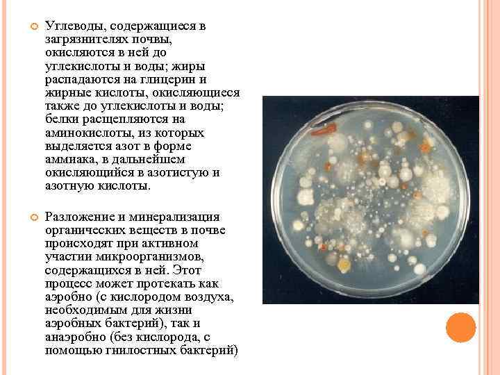  Углеводы, содержащиеся в загрязнителях почвы, окисляются в ней до углекислоты и воды; жиры