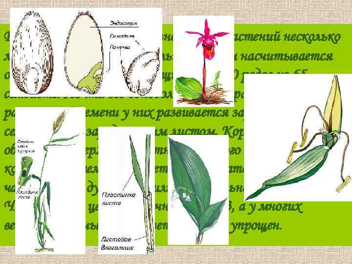В классе однодольных разнообразие растений несколько меньше, чем в классе двудольных. В нём насчитывается