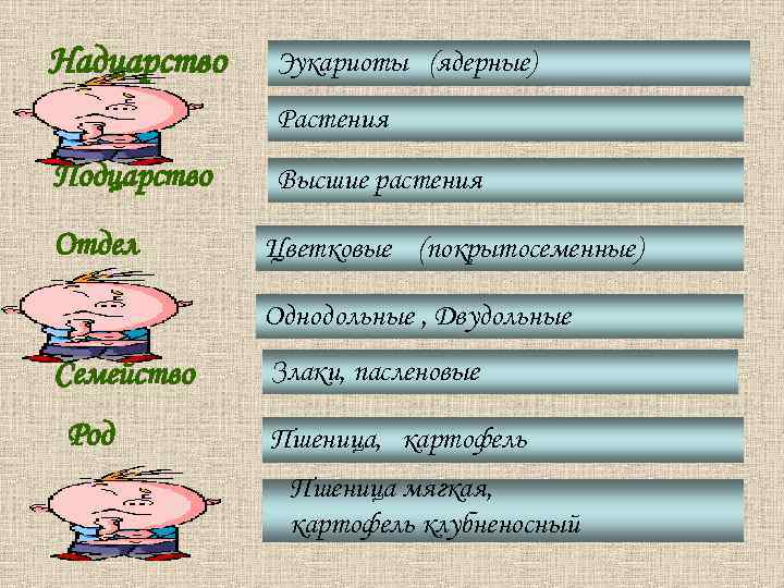 Надцарство Царство Эукариоты (ядерные) Подцарство Высшие растения Растения Отдел Цветковые (покрытосеменные) Класс Однодольные ,