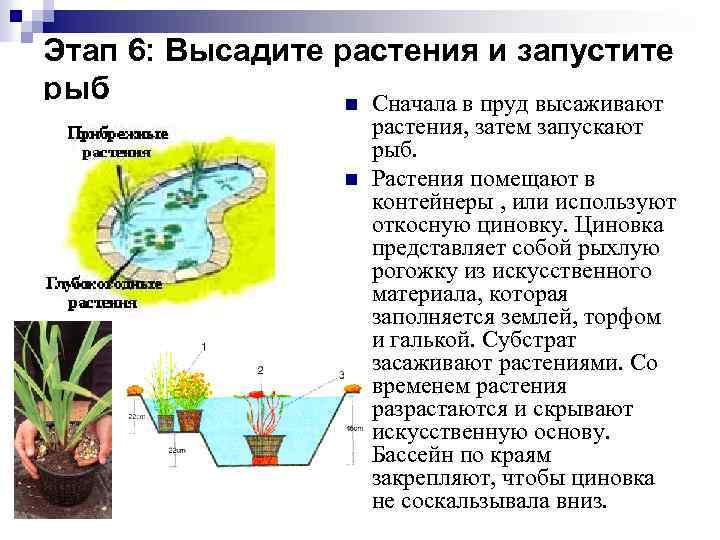 Этап 6: Высадите растения и запустите рыб n Сначала в пруд высаживают n растения,