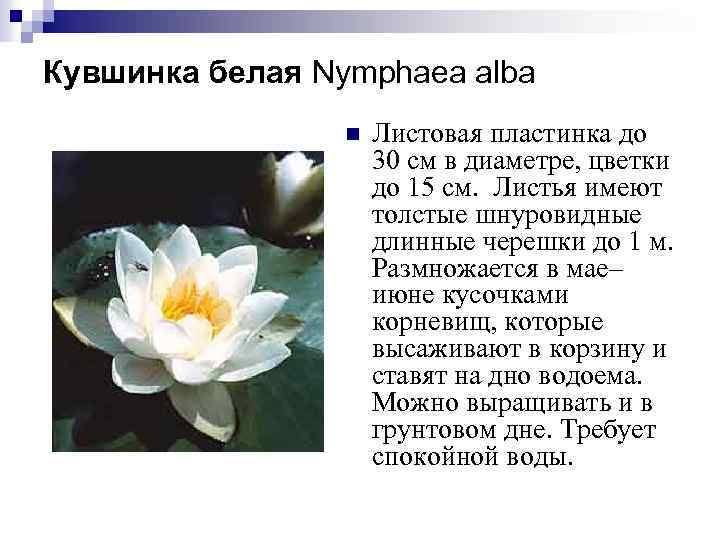 Кувшинка белая Nymphaea alba n Листовая пластинка до 30 см в диаметре, цветки до