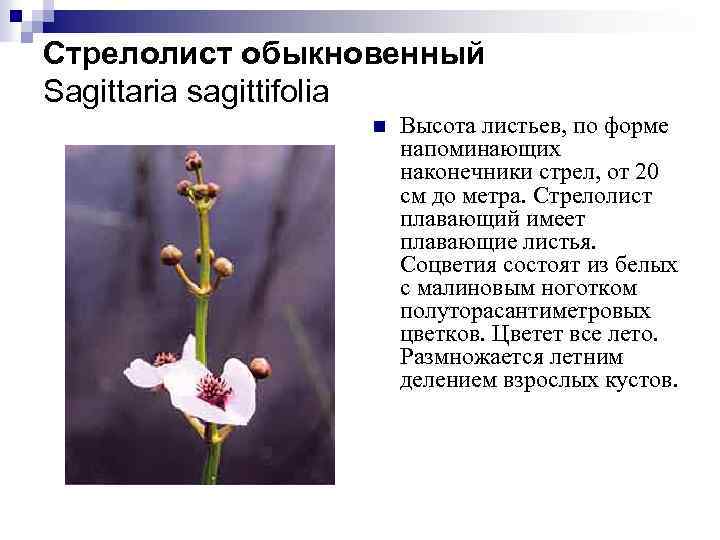 Стрелолист обыкновенный Sagittaria sagittifolia n Высота листьев, по форме напоминающих наконечники стрел, от 20