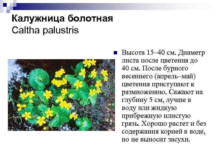 Калужница болотная Caltha palustris n Высота 15– 40 см. Диаметр листа после цветения до