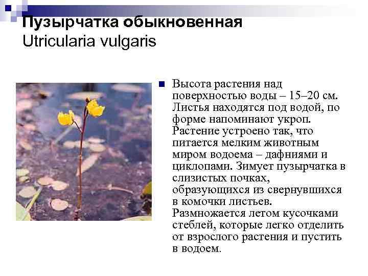 Пузырчатка обыкновенная Utricularia vulgaris n Высота растения над поверхностью воды – 15– 20 см.