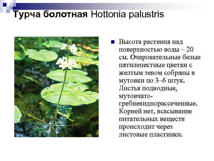 Турча болотная Hottonia palustris n Высота растения над поверхностью воды – 20 см. Очаровательные