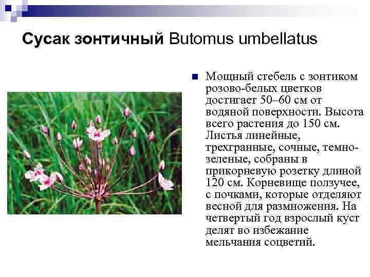 Сусак зонтичный Butomus umbellatus n Мощный стебель с зонтиком розово-белых цветков достигает 50– 60