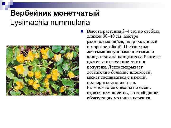 Вербейник монетчатый Lysimachia nummularia n Высота растения 3– 4 см, но стебель длиной 30–