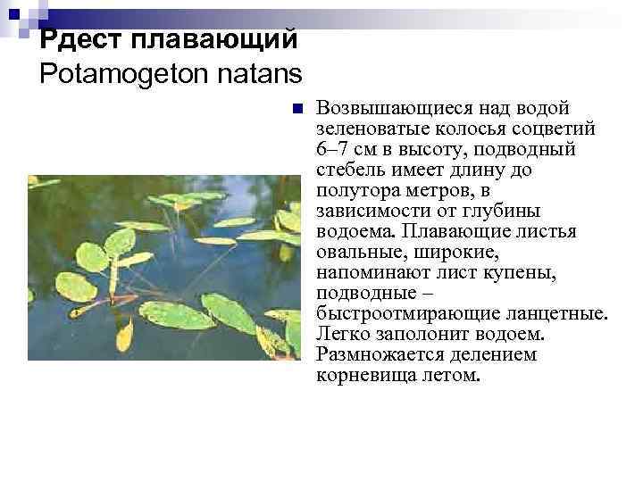 Рдест плавающий Potamogeton natans n Возвышающиеся над водой зеленоватые колосья соцветий 6– 7 см