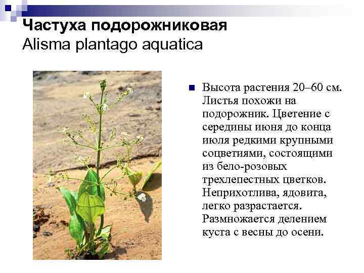 Частуха подорожниковая Alisma plantago aquatica n Высота растения 20– 60 см. Листья похожи на