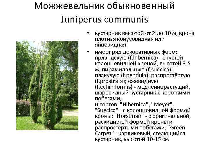 Можжевельник обыкновенный Juniperus communis • кустарник высотой от 2 до 10 м, крона плотная