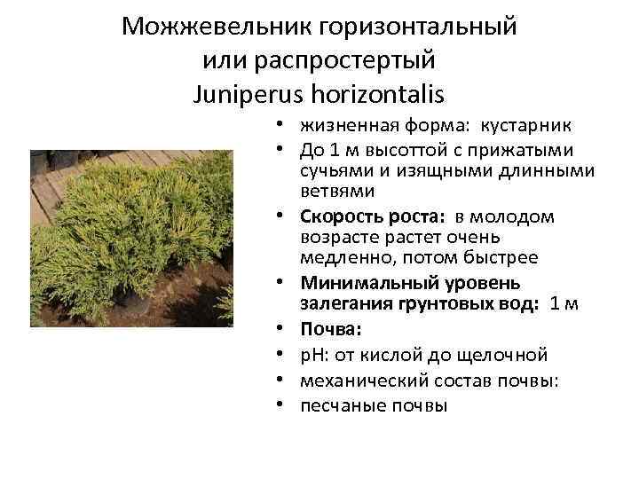 Можжевельник горизонтальный или распростертый Juniperus horizontalis • жизненная форма: кустарник • До 1 м