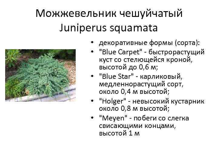 Можжевельник чешуйчатый Juniperus squamata • декоративные формы (сорта): • 