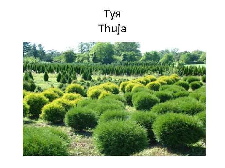 Туя Thuja 