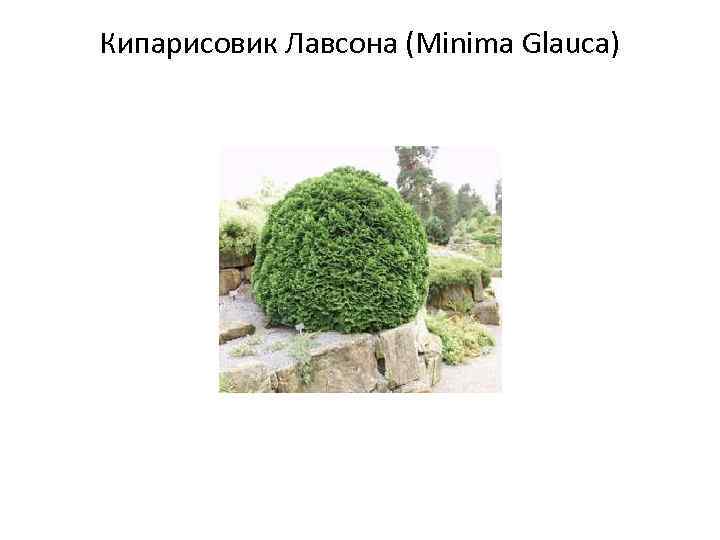 Кипарисовик Лавсона (Minima Glauca) 