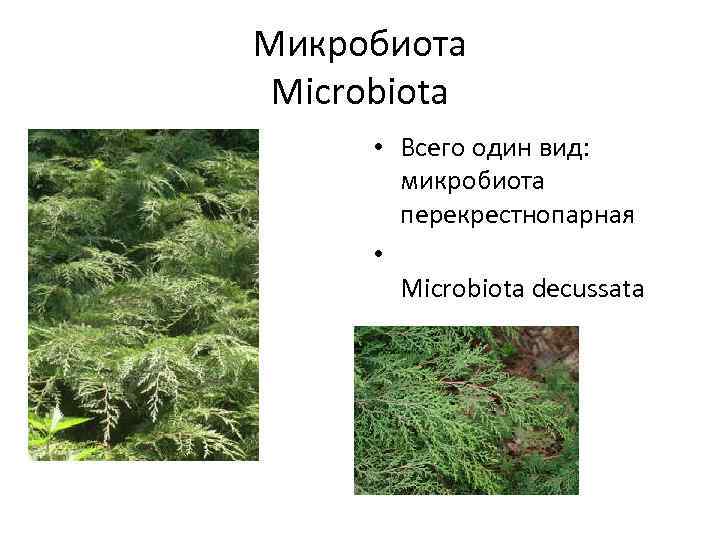 Микробиота Microbiota • Всего один вид: микробиота перекрестнопарная • Microbiota decussata 