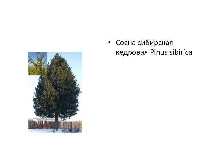  • Сосна сибирская кедровая Pinus sibirica 