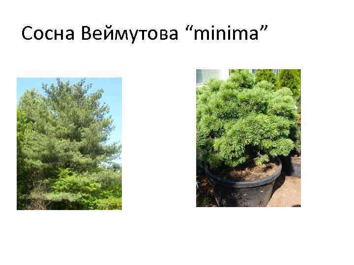 Сосна Веймутова “minima” 