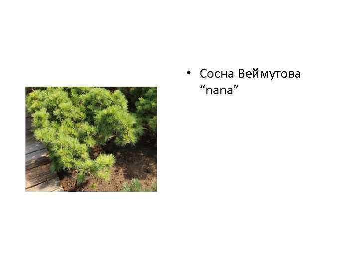  • Сосна Веймутова “nana” 
