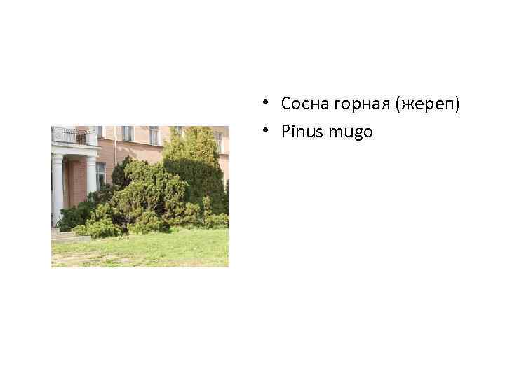  • Сосна горная (жереп) • Pinus mugo 