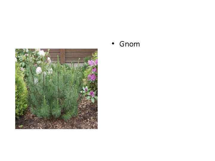  • Gnom 