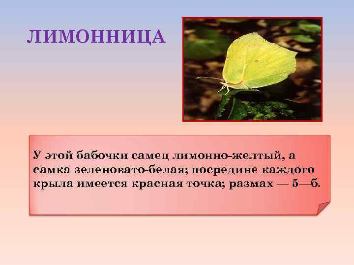 ЛИМОННИЦА У этой бабочки самец лимонно-желтый, а самка зеленовато-белая; посредине каждого крыла имеется красная