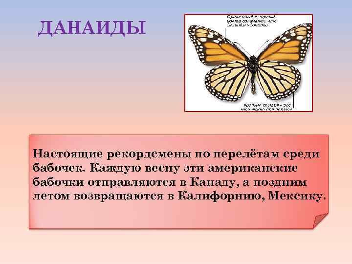 ДАНАИДЫ Настоящие рекордсмены по перелётам среди бабочек. Каждую весну эти американские бабочки отправляются в
