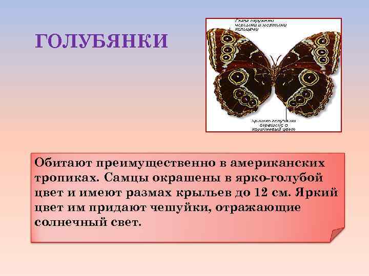 ГОЛУБЯНКИ Обитают преимущественно в американских тропиках. Самцы окрашены в ярко-голубой цвет и имеют размах