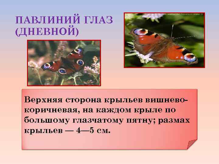 ПАВЛИНИЙ ГЛАЗ (ДНЕВНОЙ) Верхняя сторона крыльев вишневокоричневая, на каждом крыле по большому глазчатому пятну;